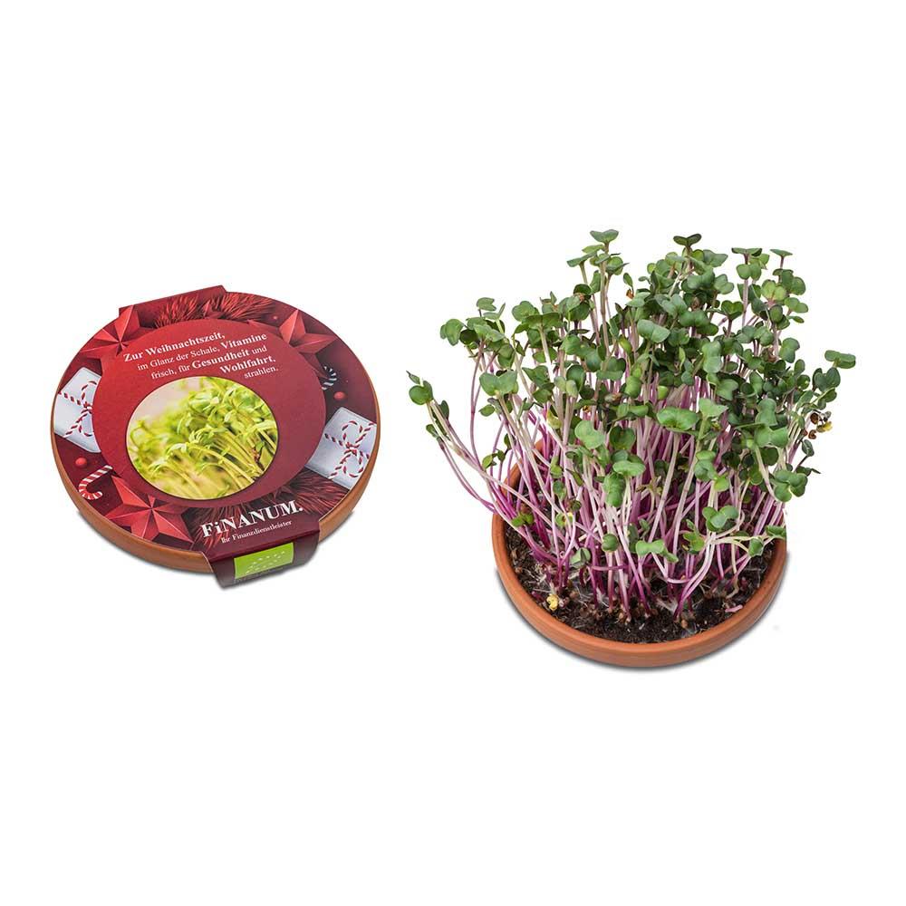 Vitamin-Schale - Weihnachten - Rettich China Rose