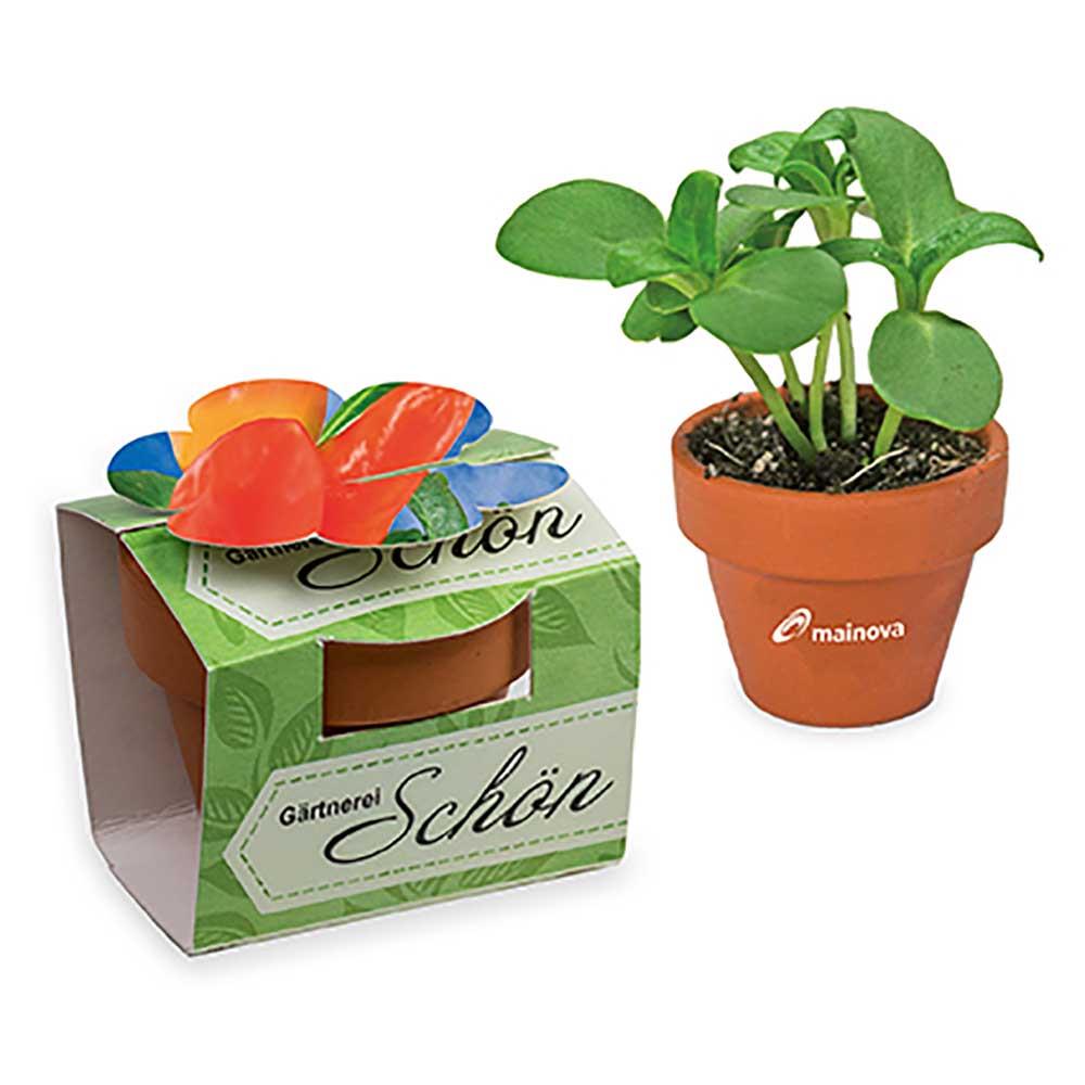 Tontöpfchen-Blume mit Samen - Ostern - Gewürzpaprika