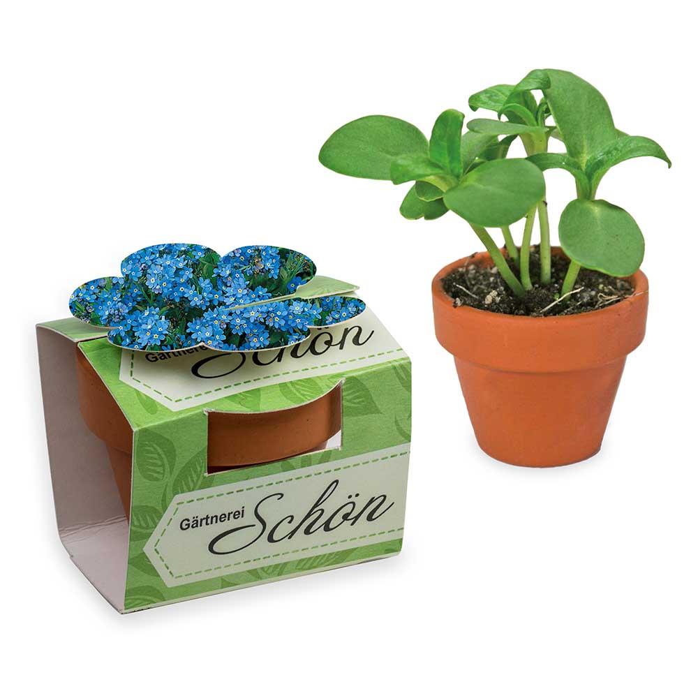 Tontöpfchen-Blume mit Samen - Ostern - Vergissmeinnicht