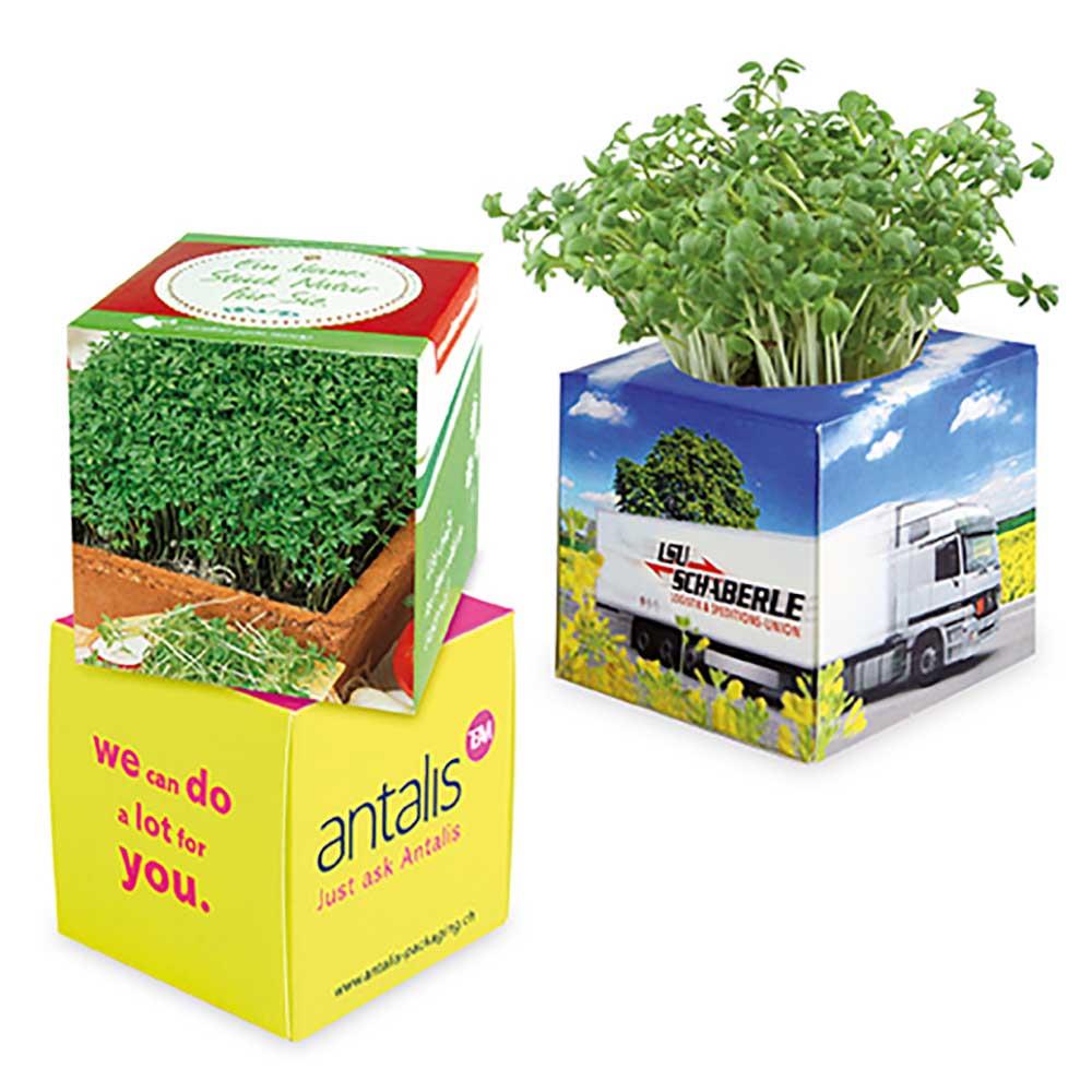 Pflanz-Würfel 2.0 mit Samen - Weihnachten - Gartenkresse