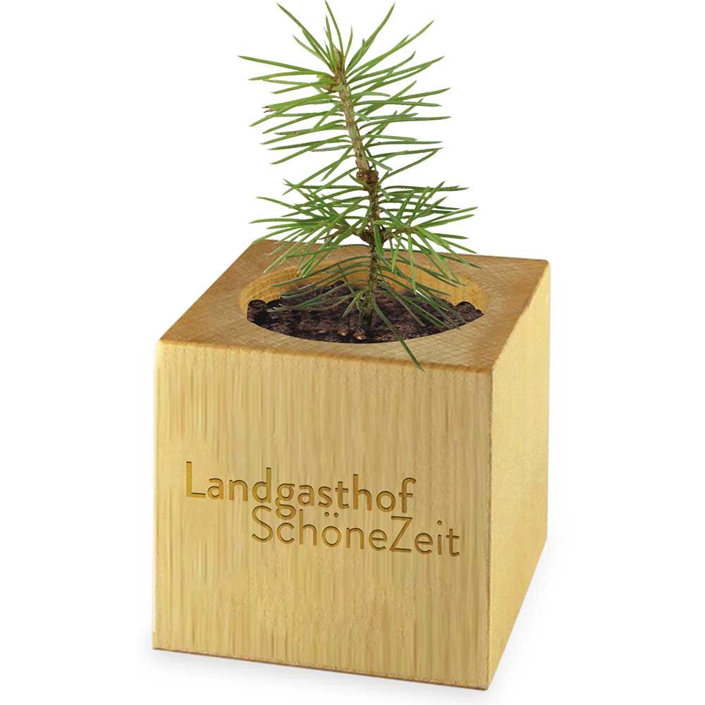 Pflanz-Holz Xmas mit Fichtensamen - Fichte
