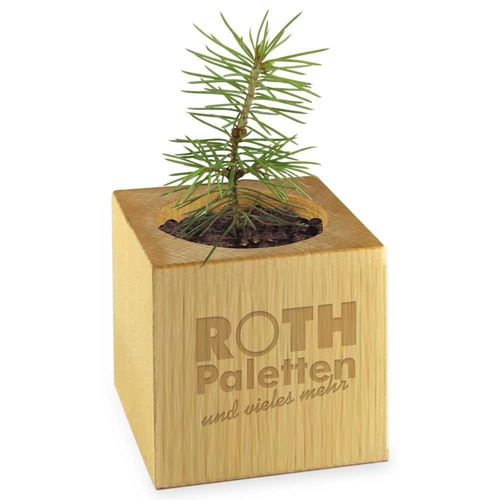 Pflanz-Holz Star-Box mit Samen - Gewürzpaprika, 1 Seite gelasert