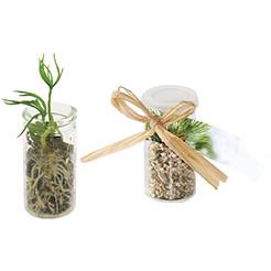 Mini-Glasshouse Fichte