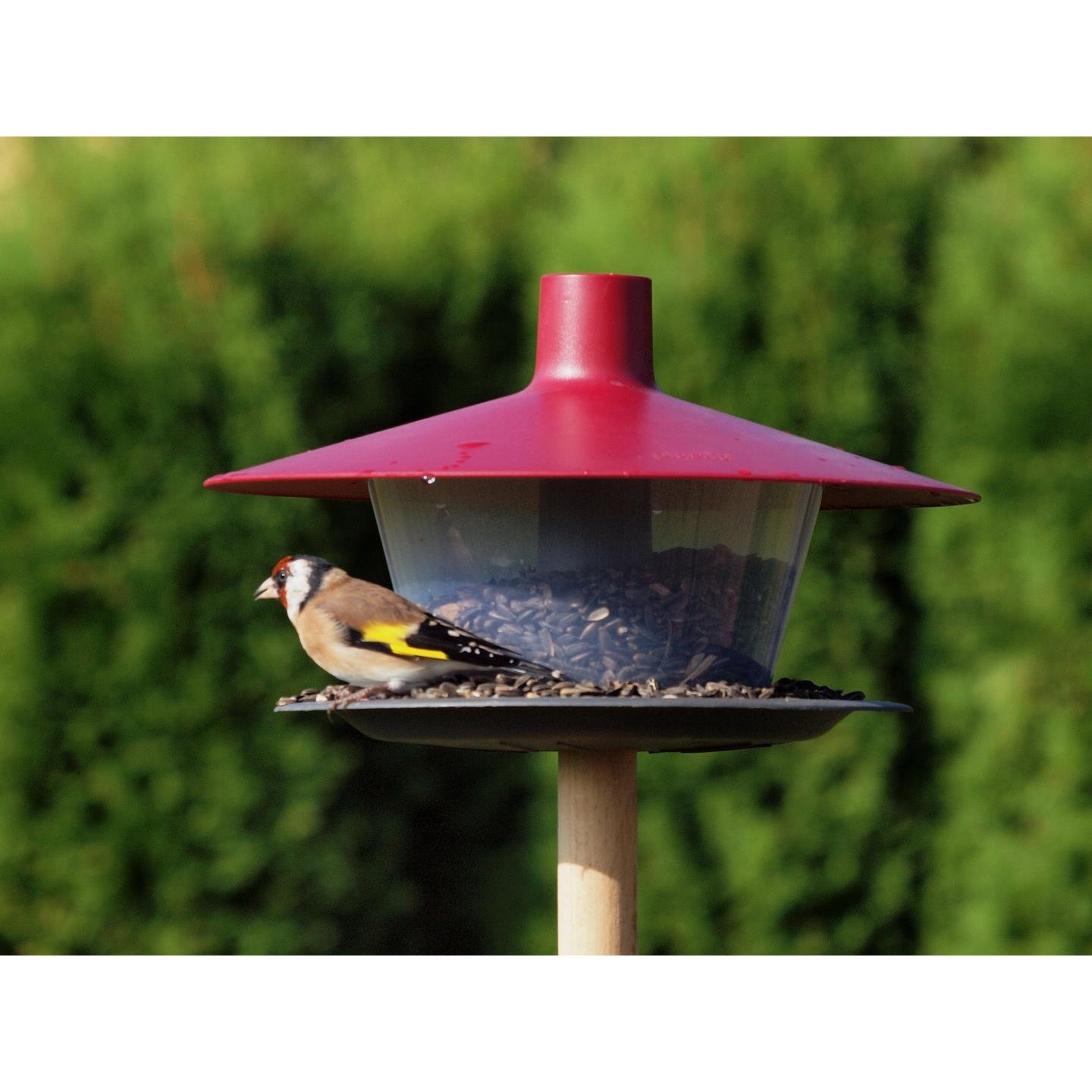 BIRDIE Vogel Futterhaus Made in Europe