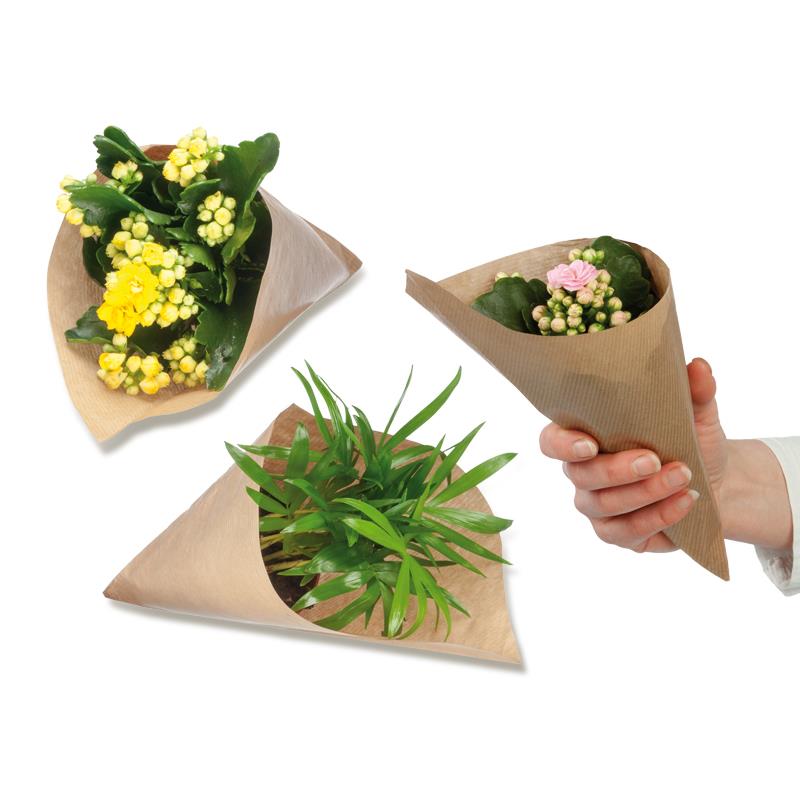 Blumengrüße aus der Mini-Tüte - Pflanze Bergpalme