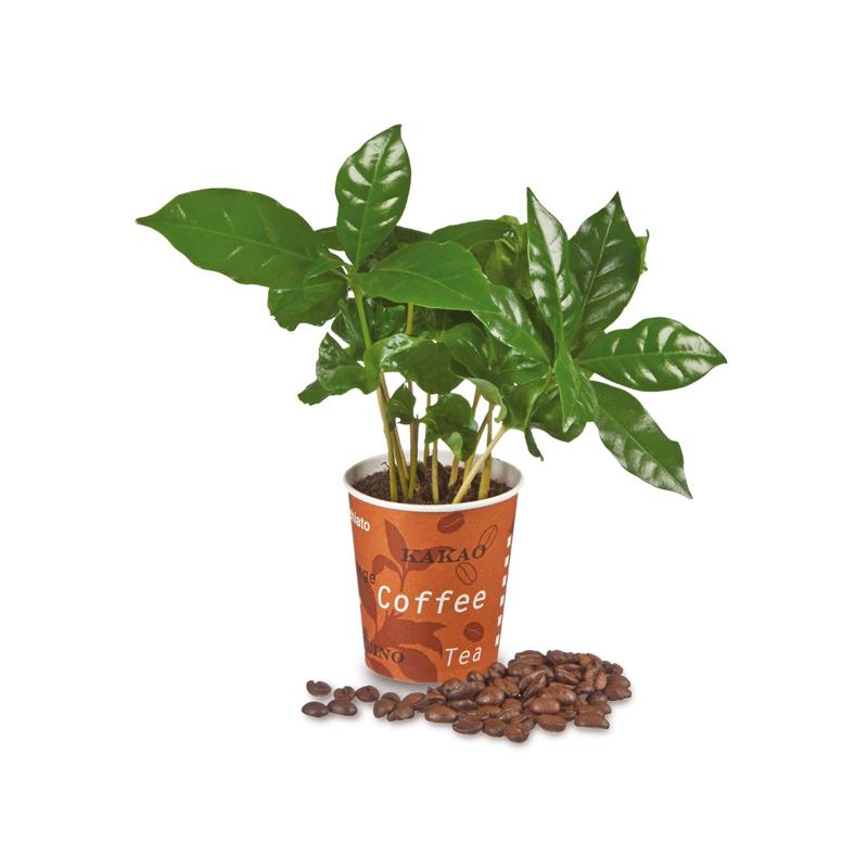 Espresso´ Mini-Kaffeepflanze