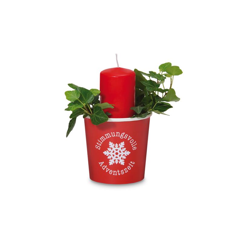 Efeu, der florale Weihnachtsbotschafter - Pflanze im Becher