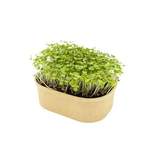 Microgreen Samen Pflanzset