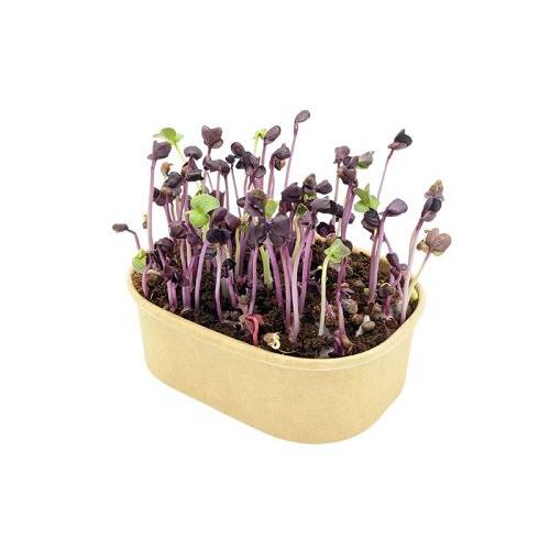 Microgreen Samen Pflanzset